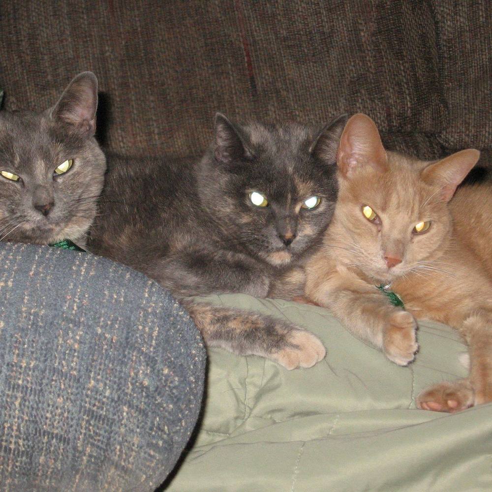 Meet your Posher, Molly